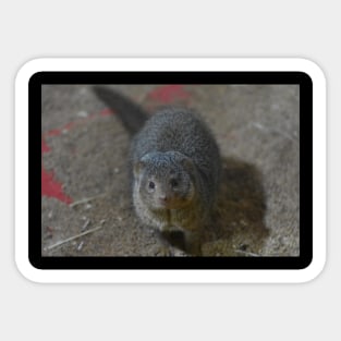 Mongoose Sticker